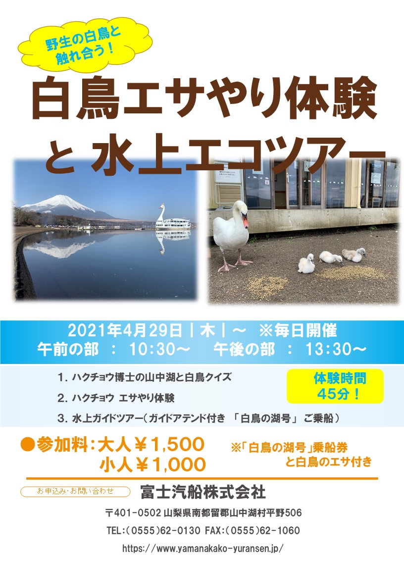 白鳥のエサやり体験と水上エコツアー 開催 山中湖の白鳥の湖 山中湖遊覧船